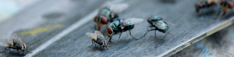 Peachtree Pest Control for Flies