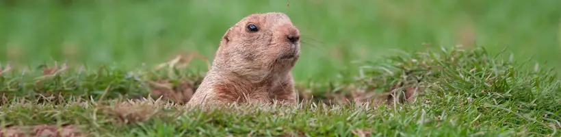 Peachtree Pest Control for Groundhogs