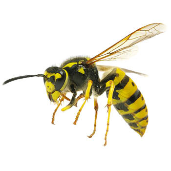 Pest Control for Hornets by Peachtree Pest Control