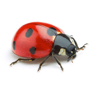 Pest Control for Ladybugs by Peachtree Pest Control