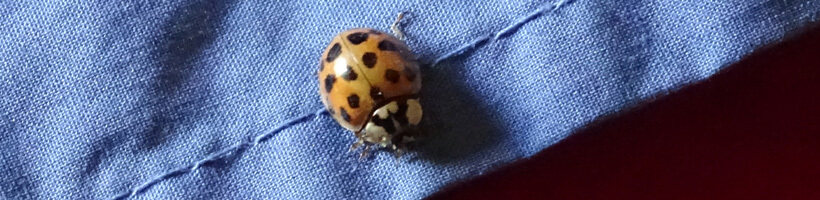 Peachtree Pest Control for Ladybugs