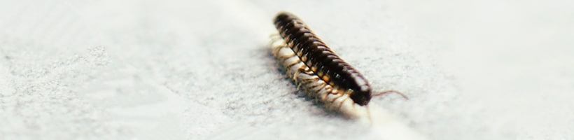 Peachtree Pest Control for Millipedes