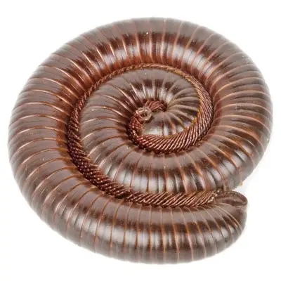 Pest Control for Millipedes by Peachtree Pest Control