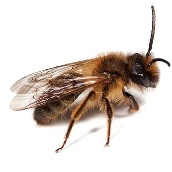 Pest Control for Mining Bees by Peachtree Pest Control