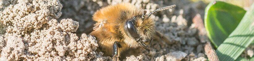 Peachtree Pest Control for Mining Bees
