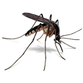 Pest Control for Mosquitos by Peachtree Pest Control