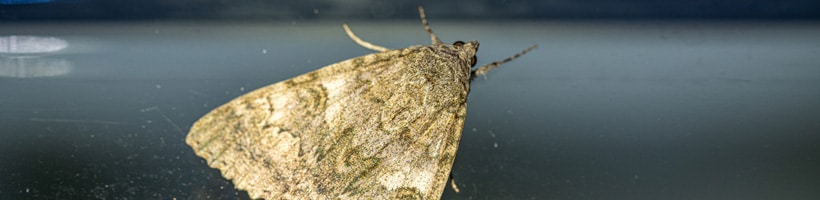 Peachtree Pest Control for Moths