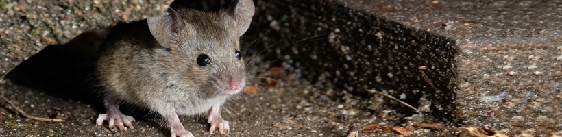 Peachtree Pest Control for Mice