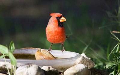 Northern Cardinal Bird Removal by Peachtree Pest Control