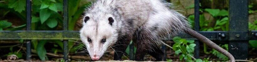 Peachtree Pest Control for Opossum