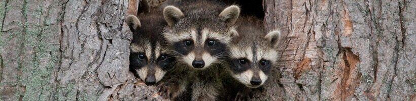Peachtree Pest Control for Raccoons