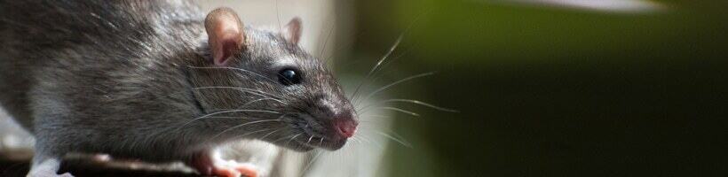 Peachtree Pest Control for Rats