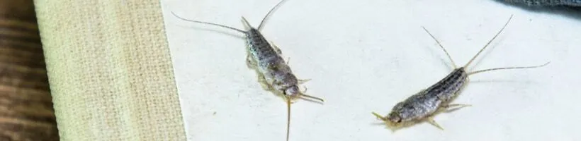 Peachtree Pest Control for Silverfish