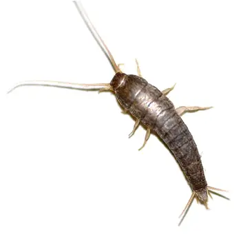 Pest Control for Silverfish by Peachtree Pest Control
