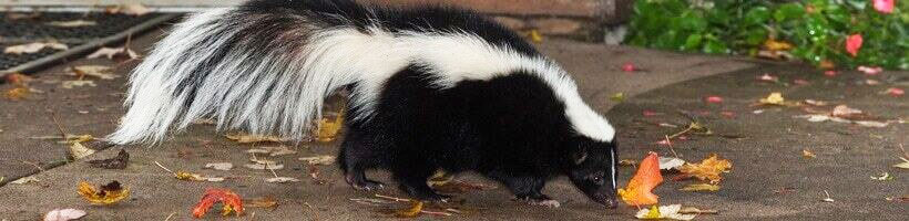 Peachtree Pest Control for Skunks