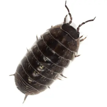 Pest Control for Sow Bugs by Peachtree Pest Control