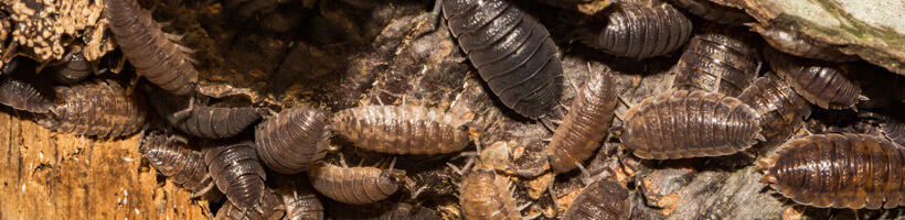 Peachtree Pest Control for Sow Bugs