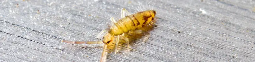 Peachtree Pest Control for Springtails