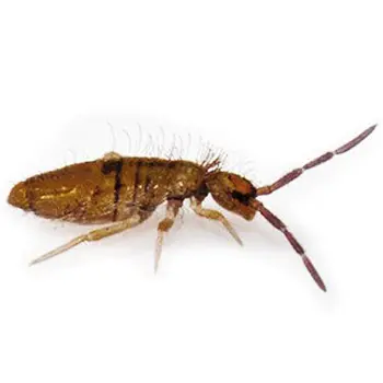 Pest Control for Springtails by Peachtree Pest Control