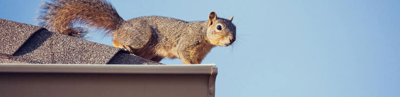Peachtree Pest Control for Squirrels