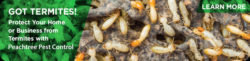 Home Termite Treatments Using Bait Stations by Peachtree Pest Control