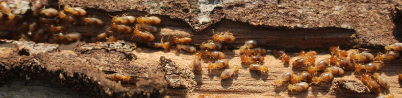 Peachtree Pest Control for Termites