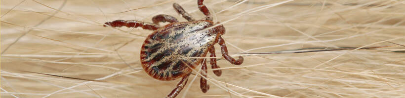Peachtree Pest Control for Ticks