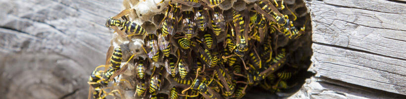 Peachtree Pest Control for Wasps