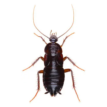 Pest Control for Oriental Cockroaches by Peachtree Pest Control