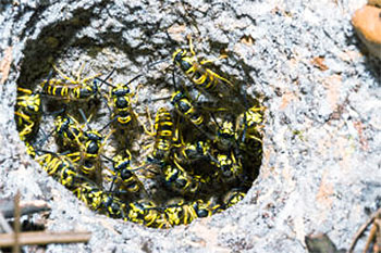 Peachtree Pest Control for Yellow Jackets