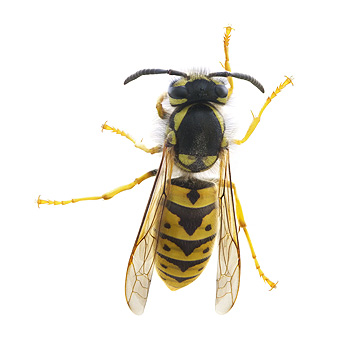 Pest Control for Yellow Jackets by Peachtree Pest Control