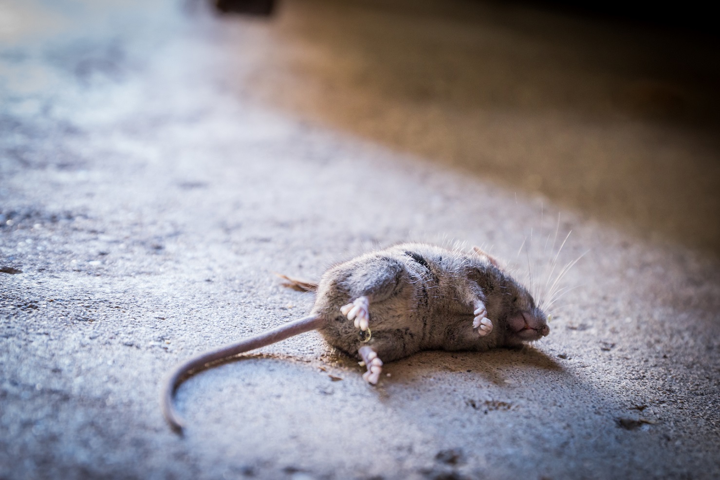 What To Do When You Smell A Dead Mouse At Brodie Bolden Blog