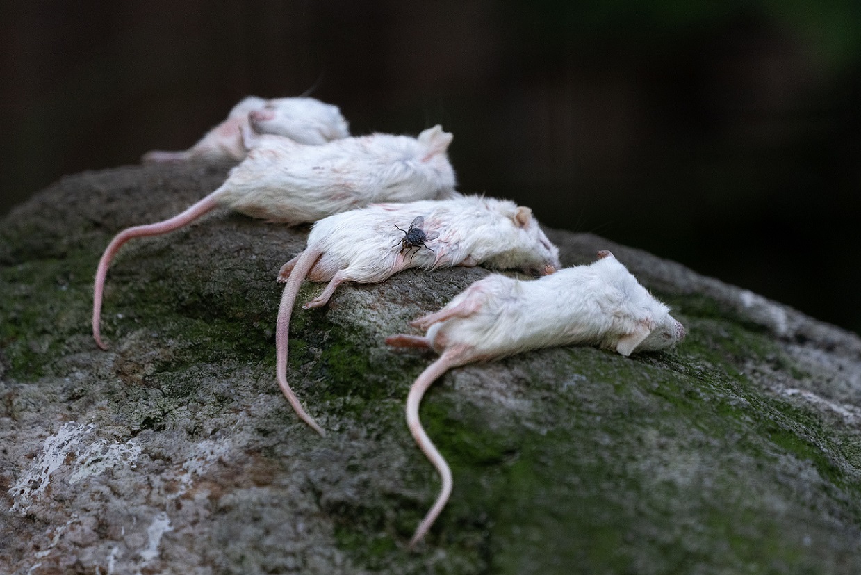 Dead Mouse Smell But Can't Find The Mouse? A Pro's Guide To Locating And Eliminating Hidden