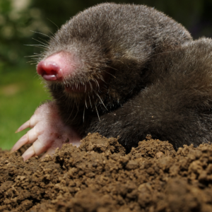 Protecting your yard with professional mole removal can keep your soil and grass healthy.