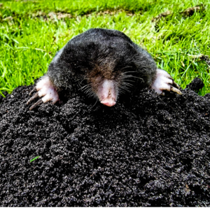 Pest control professionals can help you protect your yard from moles. 