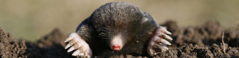 mole wildlife control and removal from yards