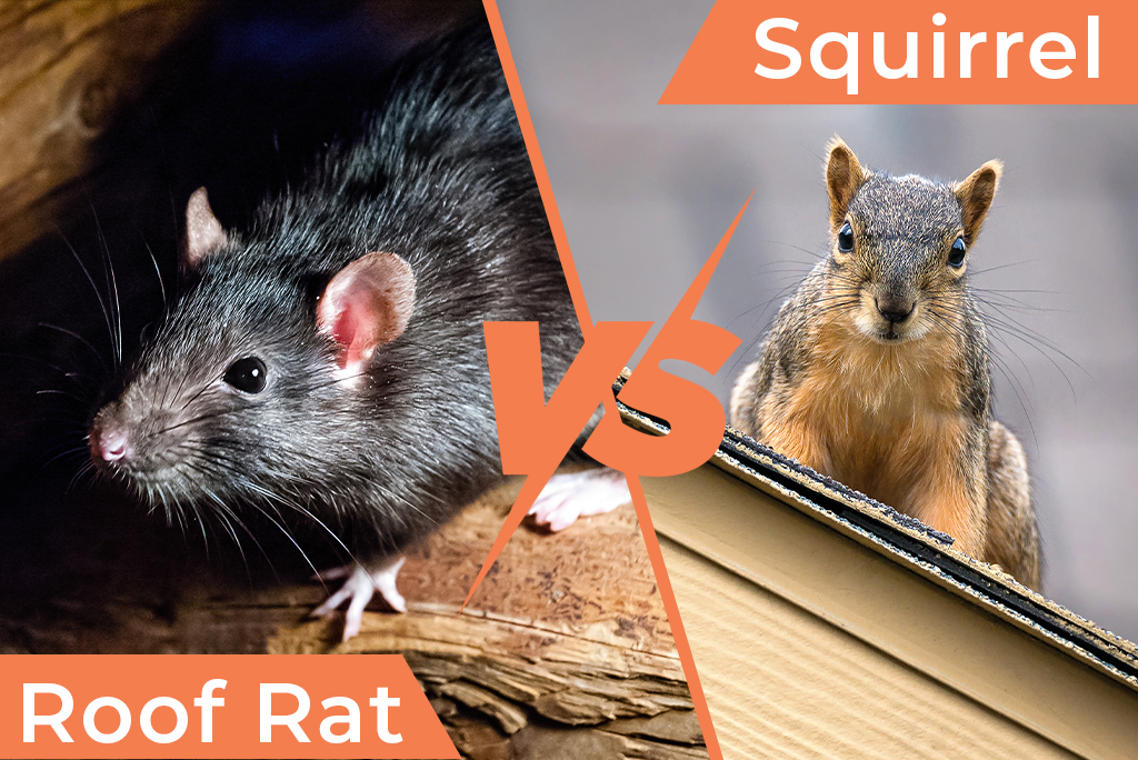 Roof Rat vs. Squirrel - Peachtree Rodent Control in Georgia