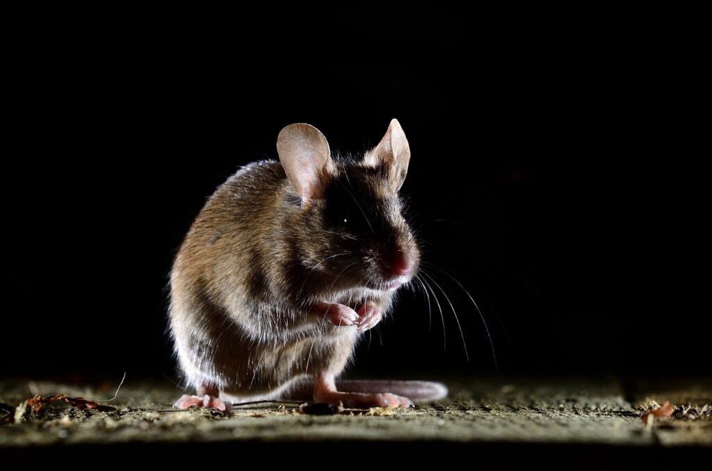 Rodent Control in Georgia