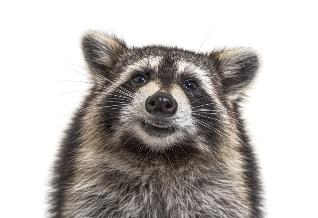 Raccoon Control in Georgia