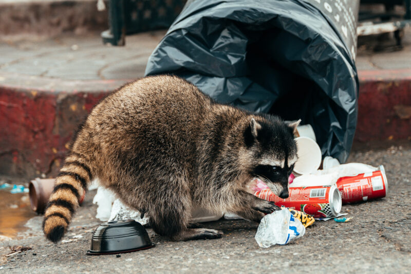 racoon in trash