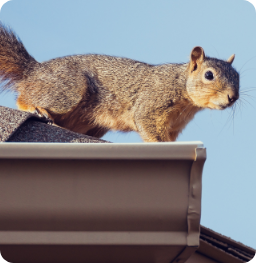 WIldlife Control CTA