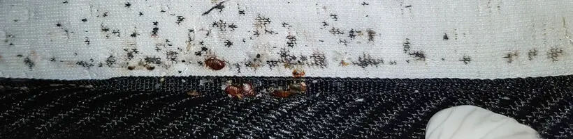 Peachtree Pest Control for Bed Bugs