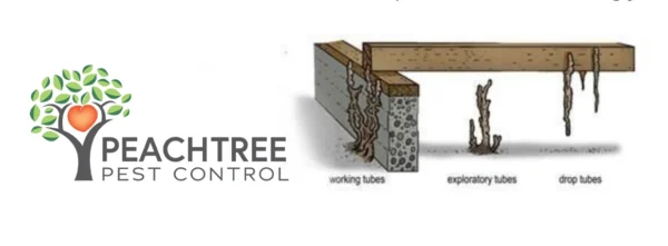 diagram of the types of termite tubes