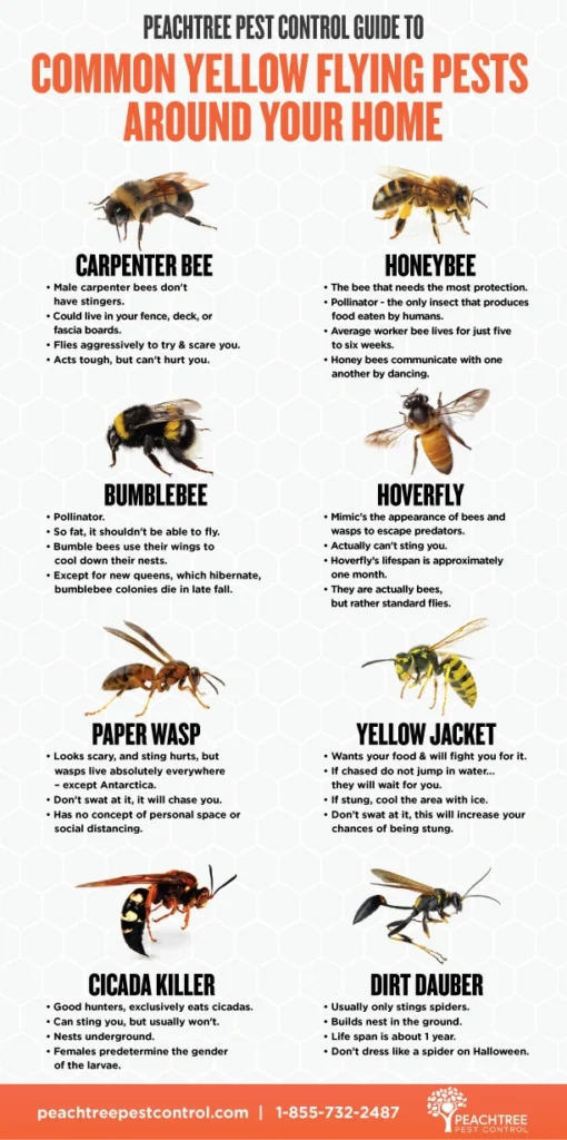 common yellow flying pests around your home
