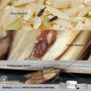 rice weevil, grain beetle, and indianmeal moth