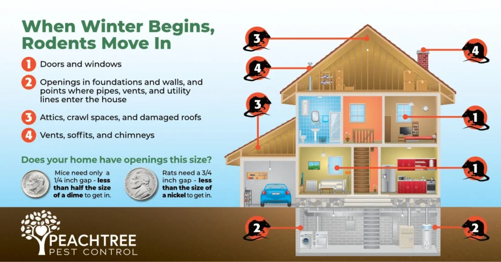 where rodents into into homes
