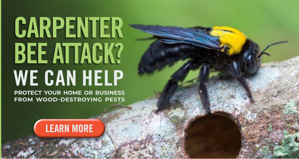 Protect Your Home From Carpenter Bees - Peachtree Pest Control