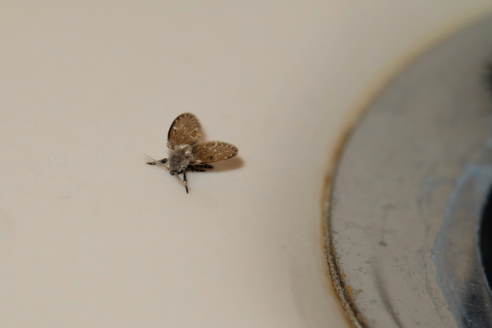 drain fly