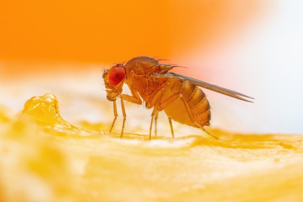 fruit fly