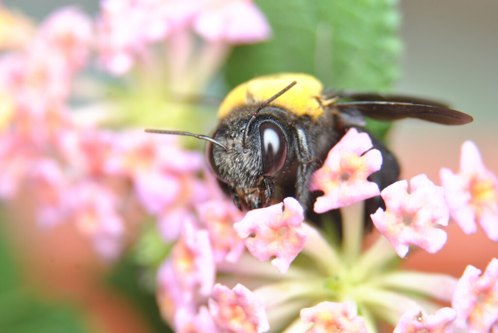 Close-Up of a Carpenter Bee in Flowers - Peachtree Pest Control